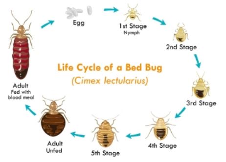 Bed Bugs Control