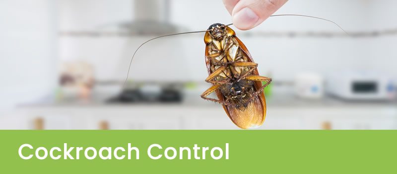 Cockroach Control