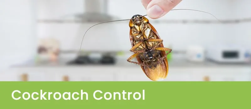Cockroach Pest Control