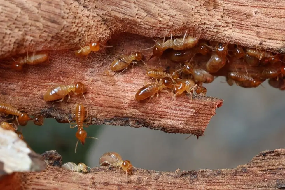 Termite Treatment